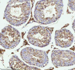 Immunohistochemical staining of MELTF using anti-MELTF antibody. MELTF was detected in a paraffin-embedded section of mouse testis tissue. Heat mediated antigen retrieval was performed in EDTA buffer (pH 8.0, epitope retrieval solution). The tissue section was blocked with 10% goat serum. The tissue section was then incubated with 2 ug/ml rabbit anti-MELTF antibody overnight at 4oC. Peroxidase Conjugated Goat Anti-rabbit IgG was used as secondary antibody and incubated for 30 minutes at 37oC. The tissue section was developed using an HRP secondary and DAB substrate.