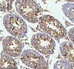 Immunohistochemical staining of MELTF using anti-MELTF antibody. MELTF was detected in a paraffin-embedded section of rat testis tissue. Heat mediated antigen retrieval was performed in EDTA buffer (pH 8.0, epitope retrieval solution). The tissue section was blocked with 10% goat serum. The tissue section was then incubated with 2 ug/ml rabbit anti-MELTF antibody overnight at 4oC. Peroxidase Conjugated Goat Anti-rabbit IgG was used as secondary antibody and incubated for 30 minutes at 37oC. The tissue section was developed using an HRP secondary and DAB substrate.