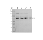 Western blot analysis of Synaptotagmin-10/SYT10 using anti-SYT10 antibody. Electrophoresis was performed on a 10% SDS-PAGE gel at 80V (Stacking gel) / 120V (Resolving gel) for 2 hours. Lane 1: human MCF-7 whole cell lysates, Lane 2: human RT4 whole cell lysates, Lane 3: human K562 whole cell lysates, Lane 4: human U2OS whole cell lysates. After electrophoresis, proteins were transferred to a nitrocellulose membrane at 150 mA for 50-90 minutes. Blocked the membrane with 5% non-fat milk/TBS for 1.5 hour at RT. The membrane was incubated with rabbit anti-SYT10 antibody at 0.5 ug/ml overnight at 4oC, then washed with TBS-0.1%Tween 3 times with 5 minutes each and probed with a goat anti-rabbit IgG-HRP secondary antibody at a dilution of 1:5000 for 1.5 hour at RT. The signal was developed using an ECL Plus Western Blotting Substrate. A specific band was detected for Synaptotagmin-10/SYT10 at approximately 59 kDa. The expected molecular weight of Synaptotagmin-10/SYT10 is at 59 kDa.