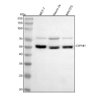 Western blot analysis of CYP1B1 using anti-CYP1B1 antibody. Lane 1: human MCF-7 whole cell lysates, Lane 2: mouse Neuro-2a whole cell lysates, Lane 3: mouse NIH/3T3 whole cell lysates. After electrophoresis, proteins were transferred to a nitrocellulose membrane at 150 mA for 50-90 minutes. Blocked the membrane with 5% non-fat milk/TBS for 1.5 hour at RT. The membrane was incubated with rabbit anti-CYP1B1 antibody at 0.5 ug/ml overnight at 4oC, then washed with TBS-0.1%Tween 3 times with 5 minutes each and probed with a goat anti-rabbit IgG-HRP secondary antibody at a dilution of 1:5000 for 1.5 hour at RT. The signal was developed using enhanced chemiluminescent. A prominent doublet is detected at ~50 kDa, running below the ~61 kDa prediction and consistent with known N-terminal processing or partial proteolysis of ER-anchored P450s. A weaker species just above the 70 kDa marker is observed, consistent with ubiquitinated CYP1B1 associated with ERAD.