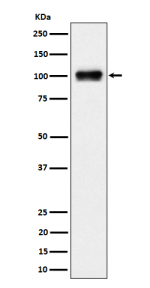 Western blot analysis of Nesprin 3 expression in human 293 cell lysate using SYNE3 antibody. A single band is detected at ~100 kDa, running slightly below the ~112 kDa prediction. The migration is consistent with the reported nesprin-3 isoform pattern (long form ~108-112 kDa, short form ~95-105 kDa) and the faster apparent mobility of coiled-coil nesprins on SDS-PAGE.