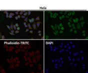 Immunofluorescent analysis using the HN1 antibody (green) at 1:50 dilution.