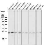 Western blot testing of human samples using the HN1 antibody at 1:1000 dilution for 1 hour at room temperature. Predicted molecular weight: 16-20 kDa (two isoforms).