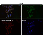 Immunofluorescent analysis using the HN1 antibody (green) at 1:150 dilution.