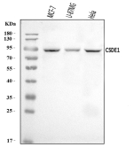 Western blot analysis of CSDE1/NRU using anti-CSDE1 antibody. Lane 1: human MCF-7 whole cell lysates, Lane 2: human U-87MG whole cell lysates, Lane 3: human Hela whole cell lysates. After electrophoresis, proteins were transferred to a nitrocellulose membrane at 150 mA for 50-90 minutes. Blocked the membrane with 5% non-fat milk/TBS for 1.5 hour at RT. The membrane was incubated with rabbit anti-CSDE1 antibody at 0.5 ug/ml overnight at 4oC, then washed with TBS-0.1%Tween 3 times with 5 minutes each and probed with a goat anti-rabbit IgG-HRP secondary antibody at a dilution of 1:5000 for 1.5 hour at RT. The signal was developed using enhanced chemiluminescent. A specific band was detected for CSDE1/NRU at approximately 89 kDa. The expected molecular weight of CSDE1/NRU is at 89 kDa.