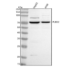 Western blot analysis of PLBD2 using anti-PLBD2 antibody. Lane 1: human HepG2 whole cell lysates, Lane 2: human whole cell lysates. After electrophoresis, proteins were transferred to a nitrocellulose membrane at 150 mA for 50-90 minutes. Blocked the membrane with 5% non-fat milk/TBS for 1.5 hour at RT. The membrane was incubated with rabbit anti-PLBD2 antibody at 0.5 ug/ml overnight at 4oC, then washed with TBS-0.1%Tween 3 times with 5 minutes each and probed with a goat anti-rabbit IgG-HRP secondary antibody at a dilution of 1:5000 for 1.5 hour at RT. The signal was developed using enhanced chemiluminescent. A band is detected at ~70-75 kDa, slightly above the ~66 kDa prediction, consistent with the mature N-glycosylated forms of PLBD2 and heterogeneous processing of this secreted/lysosomal protein.