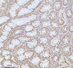 Immunohistochemical staining of PLBD2 using anti-PLBD2 antibody. PLBD2 was detected in a paraffin-embedded section of human rectum tissue. Heat mediated antigen retrieval was performed in EDTA buffer (pH 8.0, epitope retrieval solution). The tissue section was blocked with 10% goat serum. The tissue section was then incubated with 2 ug/ml rabbit anti-PLBD2 antibody overnight at 4oC. Peroxidase Conjugated Goat Anti-rabbit IgG was used as secondary antibody and incubated for 30 minutes at 37oC. The tissue section was developed using an HRP secondary and DAB substrate.