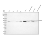Western blot analysis of DEPDC6/DEPTOR using anti-DEPTOR antibody. Lane 1: human MCF-7 whole cell lysates, Lane 2: human HEL whole cell lysates, Lane 3: human THP-1 whole cell lysates, Lane 4: human RT4 whole cell lysates, Lane 5: rat heart tissue lysates, Lane 6: rat skeletal muscle tissue lysates, Lane 7: mouse heart tissue lysates, Lane 8: mouse skeletal muscle tissue lysates. After electrophoresis, proteins were transferred to a nitrocellulose membrane at 150 mA for 50-90 minutes. Blocked the membrane with 5% non-fat milk/TBS for 1.5 hour at RT. The membrane was incubated with rabbit anti-DEPTOR antibody at 0.5 ug/ml overnight at 4oC, then washed with TBS-0.1%Tween 3 times with 5 minutes each and probed with a goat anti-rabbit IgG-HRP secondary antibody at a dilution of 1:5000 for 1.5 hour at RT. The signal was developed using enhanced chemiluminescent. The expected molecular weight of DEPDC6/DEPTOR is at 46 kDa.