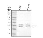 Western blot analysis of APH1A using anti-APH1A antibody. Lane 1: rat brain tissue lysates, Lane 2: mouse brain tissue lysates. After electrophoresis, proteins were transferred to a nitrocellulose membrane at 150 mA for 50-90 minutes. Blocked the membrane with 5% non-fat milk/TBS for 1.5 hour at RT. The membrane was incubated with rabbit anti-APH1A antibody at 0.5 ug/ml overnight at 4oC, then washed with TBS-0.1%Tween 3 times with 5 minutes each and probed with a goat anti-rabbit IgG-HRP secondary antibody at a dilution of 1:5000 for 1.5 hour at RT. The signal was developed using enhanced chemiluminescent. A strong ~29 kDa signal is detected in rat and mouse brain and appears as a doublet, consistent with co-expression of APH1A isoforms and differential glycosylation/phosphorylation of this gamma-secretase subunit.