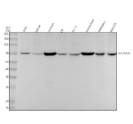 Western blot analysis of SLC25A12 using anti-SLC25A12 antibody. Electrophoresis was performed on a 10% SDS-PAGE gel at 80V (Stacking gel) / 120V (Resolving gel) for 2 hours. Lane 1: human whole cell lysates, Lane 2: human LNCAP whole cell lysates, Lane 5: rat brain tissue lysates, Lane 6: rat C6 whole cell lysates, Lane 5: rat PC-12 whole cell lysates, Lane 7: mouse brain tissue lysates, Lane 7: mouse RAW264.7 whole cell lysates, Lane 8: mouse NIH/3T3 whole cell lysates. After electrophoresis, proteins were transferred to a nitrocellulose membrane at 150 mA for 50-90 minutes. Blocked the membrane with 5% non-fat milk/TBS for 1.5 hour at RT. The membrane was incubated with rabbit anti-SLC25A12 antibody at 1:500 overnight at 4oC, then washed with TBS-0.1%Tween 3 times with 5 minutes each and probed with a goat anti-rabbit IgG-HRP secondary antibody at a dilution of 1:5000 for 1.5 hour at RT. The signal was developed using an ECL Plus Western Blotting Substrate. A single band is detected at ~70 kDa, running slightly below the ~75 kDa prediction. The shift is consistent with mitochondrial targeting-sequence cleavage and the known faster SDS-PAGE migration of the mature aralar1 mitochondrial carrier protein.