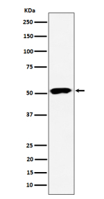 Western blot analysis of PPP2R5E expression in human 293 cell lysate using PPP2R5E antibody. Predicted molecular weight: 50~56kDa.