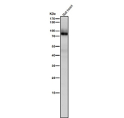 Western blot testing of rat heart tissue lysate using the Pan-PKC antibody at 1:5000 dilution for 1 hour at room temperature.