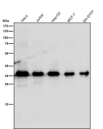 Western blot testing of human samples using the DEGS1 antibody at 1:3000 dilution for 1 hour at room temperature. Predicted molecular weight ~38 kDa.