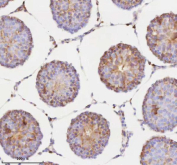 Immunohistochemical staining of RNF25 using anti-RNF25 antibody. RNF25 was detected in a paraffin-embedded section of rat testis tissue. Heat mediated antigen retrieval was performed in EDTA buffer (pH 8.0, epitope retrieval solution). The tissue section was blocked with 10% goat serum. The tissue section was then incubated with 2 ug/ml rabbit anti-RNF25 antibody overnight at 4oC. Peroxidase Conjugated Goat Anti-rabbit IgG was used as secondary antibody and incubated for 30 minutes at 37oC. The tissue section was developed using an HRP secondary and DAB substrate.