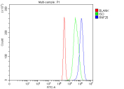 Flow cytometry analysis of fixed and permeabilized human 293T cells with RNF25 antibody at 1ug/million cells (blocked with goat sera); Red=cells alone, Green=isotype control, Blue= RNF25 antibody.