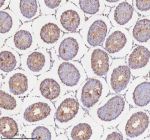 Immunohistochemical staining of RNF25 using anti-RNF25 antibody. RNF25 was detected in a paraffin-embedded section of rat testis tissue. Heat mediated antigen retrieval was performed in EDTA buffer (pH 8.0, epitope retrieval solution). The tissue section was blocked with 10% goat serum. The tissue section was then incubated with 2 ug/ml rabbit anti-RNF25 antibody overnight at 4oC. Peroxidase Conjugated Goat Anti-rabbit IgG was used as secondary antibody and incubated for 30 minutes at 37oC. The tissue section was developed using an HRP secondary and DAB substrate.