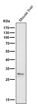 Western blot testing of mouse liver tissue lysate using the VAPA antibody at 1:1000 dilution for 1 hour at room temperature. Predicted molecular weight ~28 kDa.