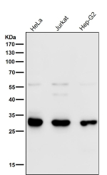 Western blot testing of human samples using the VAPA antibody at 1:1000 dilution for 1 hour at room temperature. Predicted molecular weight ~28 kDa.