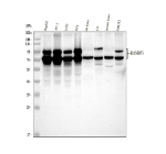 Western blot analysis of RANBP3 using anti-RANBP3 antibody. Electrophoresis was performed on a 10% SDS-PAGE gel at 80V (Stacking gel) / 1200V (Resolving gel) for 2-3 hours. Lane 1: human HepG2 whole cell lysates, Lane 2: human PC-3 whole cell lysates, Lane 3: human U251 whole cell lysates, Lane 4: human RT4 whole cell lysates, Lane 5: rat heart tissue lysates, Lane 6: rat C6 whole cell lysates, Lane 7: mouse heart tissue lysates, Lane 8: mouse NIH/3T3 whole cell lysates. After electrophoresis, proteins were transferred to a nitrocellulose membrane at 150 mA for 50-90 minutes. Blocked the membrane with 5% non-fat milk/TBS for 1.5 hour at RT. The membrane was incubated with rabbit anti-RANBP3 antibody at 0.5 ug/ml overnight at 4oC, then washed with TBS-0.1%Tween 3 times with 5 minutes each and probed with a goat anti-rabbit IgG-HRP secondary antibody at a dilution of 1:5000 for 1.5 hour at RT. The signal was developed using an ECL Plus Western Blotting Substrate. A predominant band is detected at ~70 kDa, running above the ~60 kDa prediction, consistent with phosphorylation and the known slower migration of RANBP3. A weaker upper band at ~90 kDa is observed in some samples, consistent with SUMOylated/ubiquitinated RANBP3.