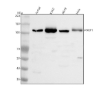 Western blot analysis of PARP1 using anti-PARP1 antibody. Lane 1: human Jurkat whole cell lysates, Lane 2: human K562 whole cell lysates, Lane 3: human whole cell lysates, Lane 4: human Hela whole cell lysates. After electrophoresis, proteins were transferred to a nitrocellulose membrane at 150 mA for 50-90 minutes. Blocked the membrane with 5% non-fat milk/TBS for 1.5 hour at RT. The membrane was incubated with rabbit anti-PARP1 antibody at 0.5 ug/ml overnight at 4oC, then washed with TBS-0.1%Tween 3 times with 5 minutes each and probed with a goat anti-rabbit IgG-HRP secondary antibody at a dilution of 1:5000 for 1.5 hour at RT. The signal was developed using enhanced chemiluminescent. A specific band was detected for PARP1 at approximately 113 kDa. The expected molecular weight of PARP1 is ~113 kDa.