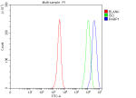 Flow Cytometry analysis of JK cells using anti-PARP1 antibody. Overlay histogram showing JK cells stained with (Blue line). To facilitate intracellular staining, cells were fixed with 4% paraformaldehyde and permeabilized with permeabilization buffer. The cells were blocked with 10% normal goat serum. And then incubated with rabbit anti-PARP1 antibody (1 ug/million cells) for 30 min at 20oC. DyLight 488 conjugated goat anti-rabbit IgG (5-10 ug/million cells) was used as secondary antibody for 30 minutes at 20oC. Isotype control antibody (Green line) was rabbit IgG (1 ug/million cells) used under the same conditions. Unlabelled sample (Red line) was also used as a control.