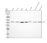 Western blot analysis of NOXO1 using anti-NOXO1 antibody. Electrophoresis was performed on a 10% SDS-PAGE gel at 80V (Stacking gel) / 120V (Resolving gel) for 2 hours. Lane 1: human Hacat whole cell lysates, Lane 2: human Jurkat whole cell lysates, Lane 3: human SIHA whole cell lysates, Lane 4: human Hela whole cell lysates, Lane 5: rat testis tissue lysates, Lane 6: mouse small intestine tissue lysates, Lane 7: mouse testis tissue lysates. After electrophoresis, proteins were transferred to a nitrocellulose membrane at 150 mA for 50-90 minutes. Blocked the membrane with 5% non-fat milk/TBS for 1.5 hour at RT. The membrane was incubated with rabbit anti-NOXO1 antibody at 0.5 ug/ml overnight at 4oC, then washed with TBS-0.1%Tween 3 times with 5 minutes each and probed with a goat anti-rabbit IgG-HRP secondary antibody at a dilution of 1:5000 for 1.5 hour at RT. The signal was developed using an ECL Plus Western Blotting Substrate. A specific band was detected for NOXO1 at approximately 41 kDa. The expected molecular weight of NOXO1 is ~41 kDa.