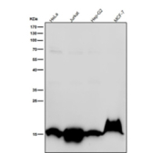 Western blot testing of human samples using the Histone H3 (acetyl K36) antibody at 1:1000 dilution for 1 hour at room temperature.