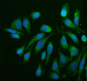 Immunofluorescent staining of MTCH2 using anti-MTCH2 antibody (green). MTCH2 was detected in an immunocytochemical section of HELA cells. Enzyme antigen retrieval was performed using IHC enzyme antigen retrieval reagent for 15 mins. The cells were blocked with 10% goat serum. And then incubated with 5 ug/ml rabbit anti-MTCH2 antibody overnight at 4oC. DyLight 488 Conjugated Goat Anti-Rabbit IgG was used as secondary antibody at 1:500 dilution and incubated for 30 minutes at 37oC. The section was counterstained with DAPI nuclear stain (blue). Visualize using a fluorescence microscope and filter sets appropriate for the label used.