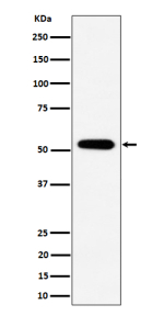 Western blot analysis of PPP2R5E expression in human 293 cell lysate using PPP2R5E antibody. Predicted molecular weight: 50-56 kDa.