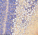 Immunohistochemical staining of ATP1A2 using anti-ATP1A2 antibody. ATP1A2 was detected in a paraffin-embedded section of mouse cerebellum tissue. Heat mediated antigen retrieval was performed in EDTA buffer (pH 8.0, epitope retrieval solution). The tissue section was blocked with 10% goat serum. The tissue section was then incubated with 2 ug/ml rabbit anti-ATP1A2 antibody overnight at 4oC. Peroxidase Conjugated Goat Anti-rabbit IgG was used as secondary antibody and incubated for 30 minutes at 37oC. The tissue section was developed using an HRP secondary and DAB substrate.