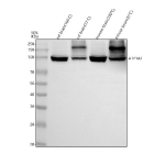 Western blot analysis of ATP1A2 using anti-ATP1A2 antibody. Lane 1: rat brain tissue lysates,(100oC boiled for 5 minutes) Lane 2: rat brain tissue lysates,(37oC incubated for 10 minutes) Lane 3: mouse brain tissue lysates,(100oC boiled for 5 minutes) Lane 4: mouse brain tissue lysates.(37oC incubated for 10 minutes) After electrophoresis, proteins were transferred to a nitrocellulose membrane at 150 mA for 50-90 minutes. Blocked the membrane with 5% non-fat milk/TBS for 1.5 hour at RT. The membrane was incubated with rabbit anti-ATP1A2 antibody at 0.5 ug/ml overnight at 4oC, then washed with TBS-0.1%Tween 3 times with 5 minutes each and probed with a goat anti-rabbit IgG-HRP secondary antibody at a dilution of 1:5000 for 1.5 hour at RT. The signal was developed using enhanced chemiluminescent. Western blot of ATP1A2 in rat and mouse brain lysates prepared at two denaturation temperatures. A strong band at ~112 kDa corresponds to ATP1A2. In samples incubated at 37Â°C, an additional higher-molecular-weight band is present, consistent with partially denatured alpha2 complexes (alpha2 with the glycosylated beta subunit and/or oligomeric species). Heating at 100Â°C for 5 min disrupts these membrane protein assemblies and reduces disulfide bonds, eliminating the upper complex band and yielding predominantly the ATP1A2 monomer.
