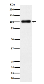 Western blot analysis of Nesprin 3 expression in human 293 cell lysate using Nesprin 3 antibody. A single band is detected at ~100 kDa, running slightly below the ~112 kDa prediction. The migration is consistent with the reported nesprin-3 isoform pattern (long form ~108-112 kDa, short form ~95-105 kDa) and the faster apparent mobility of coiled-coil nesprins on SDS-PAGE.