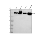 Western blot analysis of NF-M/NEFM using anti-NEFM antibody. Electrophoresis was performed on a 8% SDS-PAGE gel at 80V (Stacking gel) / 120V (Resolving gel) for 2 hours. Lane 1: human 293T whole cell lysates, Lane 2: human SH-SY5Y whole cell lysates, Lane 3: rat brain tissue lysates, Lane 4: mouse brain tissue lysates. After electrophoresis, proteins were transferred to a nitrocellulose membrane at 150 mA for 50-90 minutes. Blocked the membrane with 5% non-fat milk/TBS for 1.5 hour at RT. The membrane was incubated with rabbit anti-NEFM antibody at 0.5 ug/ml overnight at 4oC, then washed with TBS-0.1%Tween 3 times with 5 minutes each and probed with a goat anti-rabbit IgG-HRP secondary antibody at a dilution of 1:5000 for 1.5 hour at RT. The signal was developed using an ECL Plus Western Blotting Substrate. A major band is detected at ~150 kDa, higher than the predicted molecular weight of 102 kDa. This migration pattern is well documented for NEFM and reflects its high degree of phosphorylation and extended coiled-coil structure, both of which cause slower electrophoretic mobility. The ~150 kDa band therefore represents the mature, post-translationally modified form of NEFM commonly observed in neuronal cells.