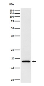 Western blot analysis of eIF1A expression in human Jurkat cell lysate using eIF1A antibody. Predicted molecular weight ~16 kDa.
