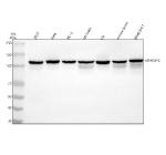 Western blot analysis of GEF-H1/ARHGEF2 using anti-ARHGEF2 antibody. Lane 1: human 293T whole cell lysates, Lane 2: human Hela whole cell lysates, Lane 3: human PC-3 whole cell lysates, Lane 4: rat brain tissue lysates, Lane 5: rat C6 whole cell lysates, Lane 6: mouse brain tissue lysates, Lane 7: mouse Raw264.7 whole cell lysates. After electrophoresis, proteins were transferred to a nitrocellulose membrane at 150 mA for 50-90 minutes. Blocked the membrane with 5% non-fat milk/TBS for 1.5 hour at RT. The membrane was incubated with rabbit anti-ARHGEF2 antibody at 0.5 ug/ml overnight at 4oC, then washed with TBS-0.1%Tween 3 times with 5 minutes each and probed with a goat anti-rabbit IgG-HRP secondary antibody at a dilution of 1:5000 for 1.5 hour at RT. The signal was developed using enhanced chemiluminescent. A major band is observed at ~112 kDa, corresponding to full-length ARHGEF2. Additional lower-molecular-weight bands (~90-95 kDa) are commonly reported and represent truncated or dephosphorylated forms of ARHGEF2 generated by proteolytic processing or post-translational modification. These species have been described in multiple studies as part of the normal regulatory cycle of ARHGEF2.