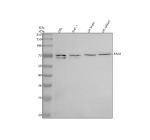 Western blot analysis of PAG1 using anti-PAG1 antibody. Electrophoresis was performed on a 10% SDS-PAGE gel at 80V (Stacking gel) / 120V (Resolving gel) for 2 hours. Lane 1: human HEL whole cell lysates, Lane 2: human THP-1 whole cell lysates, Lane 3: rat brain tissue lysates, Lane 4: rat spleen tissue lysates. After electrophoresis, proteins were transferred to a nitrocellulose membrane at 150 mA for 50-90 minutes. Blocked the membrane with 5% non-fat milk/TBS for 1.5 hour at RT. The membrane was incubated with rabbit anti-PAG1 antibody at 0.5 ug/ml overnight at 4oC, then washed with TBS-0.1%Tween 3 times with 5 minutes each and probed with a goat anti-rabbit IgG-HRP secondary antibody at a dilution of 1:5000 for 1.5 hour at RT. The signal was developed using an ECL Plus Western Blotting Substrate. Western blot analysis of PAG1 (Cbp) expression in human and rodent samples. Although PAG1 has a predicted molecular weight of ~47 kDa, it consistently migrates at ~68-72 kDa on SDS-PAGE due to its dual palmitoylation and extensive tyrosine phosphorylation. Human lysates display a characteristic doublet, corresponding to differently phosphorylated forms of PAG1, while rodent tissues show a single dominant species at similar apparent size.