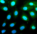 Immunofluorescent staining of PAG1 using anti-PAG1 antibody (green). PAG1 was detected in an immunocytochemical section of U2OS cells. Enzyme antigen retrieval was performed using IHC enzyme antigen retrieval reagent for 15 mins. The cells were blocked with 10% goat serum. And then incubated with 5 ug/ml rabbit anti-PAG1 antibody overnight at 4oC. DyLight 488 Conjugated Goat Anti-Rabbit IgG was used as secondary antibody at 1:500 dilution and incubated for 30 minutes at 37oC. The section was counterstained with DAPI nuclear stain (blue). Visualize using a fluorescence microscope and filter sets appropriate for the label used.