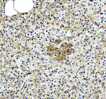 Immunohistochemical staining of EIF2A using anti-EIF2A antibody. EIF2A was detected in a paraffin-embedded section of human pancreas tissue. Heat mediated antigen retrieval was performed in EDTA buffer (pH 8.0, epitope retrieval solution). The tissue section was blocked with 10% goat serum. The tissue section was then incubated with 2 ug/ml rabbit anti-EIF2A antibody overnight at 4oC. Peroxidase Conjugated Goat Anti-rabbit IgG was used as secondary antibody and incubated for 30 minutes at 37oC. The tissue section was developed using an HRP secondary and DAB substrate.