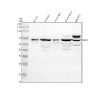 Western blot analysis of GRK1 using anti-GRK1 antibody. Electrophoresis was performed on a 10% SDS-PAGE gel at 80V (Stacking gel) / 120V (Resolving gel) for 2 hours. Lane 1: rat eye tissue lysates, Lane 2: rat brain tissue lysates, Lane 3: mouse eye tissue lysates, Lane 4: mouse brain tissue lysates, Lane 5: mouse NIH/3T3 whole cell lysates. After electrophoresis, proteins were transferred to a nitrocellulose membrane at 150 mA for 50-90 minutes. Blocked the membrane with 5% non-fat milk/TBS for 1.5 hour at RT. The membrane was incubated with rabbit anti-GRK1 antibody at 0.5 ug/ml overnight at 4oC, then washed with TBS-0.1%Tween 3 times with 5 minutes each and probed with a goat anti-rabbit IgG-HRP secondary antibody at a dilution of 1:5000 for 1.5 hour at RT. The signal was developed using an ECL Plus Western Blotting Substrate. GRK1 antibody detects a band at ~64 kDa (expected size) in the indicated samples plus additional faint bands above and below. Such multiple bands have been reported for GRK1 and are consistent with phosphorylated or acylated forms (upper bands) and proteolytic or truncated species (lower bands). While the ~64 kDa species likely represents full-length functional GRK1, the additional bands may reflect regulatory modifications or antibody cross-reactivity.