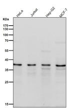 Western blot testing of human samples using the TIM50 antibody at 1:1000 dilution for 1 hour at room temperature. TIM50 antibody detects a consistent band at ~36-37 kDa across multiple samples. Although the calculated mass is ~40 kDa, TIM50 undergoes mitochondrial presequence cleavage upon import, yielding a mature ~36 kDa form that predominates in western blot analyses of endogenous samples.