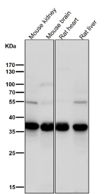Western blot testing of mouse and rat samples using the TIM50 antibody at 1:1000 dilution for 1 hour at room temperature. TIM50 antibody detects a consistent band at ~36-37 kDa across multiple samples. Although the calculated mass is ~40 kDa, TIM50 undergoes mitochondrial presequence cleavage upon import, yielding a mature ~36 kDa form that predominates in western blot analyses of endogenous samples.