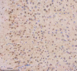 Immunohistochemical staining of THRAP3 using anti-THRAP3 antibody. THRAP3 was detected in a paraffin-embedded section of mouse brain tissue. Heat mediated antigen retrieval was performed in EDTA buffer (pH 8.0, epitope retrieval solution). The tissue section was blocked with 10% goat serum. The tissue section was then incubated with 2 ug/ml rabbit anti-THRAP3 antibody overnight at 4oC. Peroxidase Conjugated Goat Anti-rabbit IgG was used as secondary antibody and incubated for 30 minutes at 37oC. The tissue section was developed using an HRP secondary and DAB substrate.