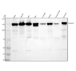 Western blot analysis of THRAP3 using anti-THRAP3 antibody. Electrophoresis was performed on a 8% Western blot analysis of THRAP3 using anti-THRAP3 antibody. Electrophoresis was performed on a 8% SDS-PAGE gel at 80V (Stacking gel) / 120V (Resolving gel) for 2 hours. Lane 1: human Hela whole cell lysates, Lane 2: human LNCAP whole cell lysates, Lane 3: human REH whole cell lysates, Lane 4: human HEL whole cell lysates, Lane 5: rat brain tissue lysates, Lane 6: rat RH35 whole cell lysates, Lane 7: mouse brain tissue lysates, Lane 8: mouse NIH/3T3 whole cell lysates. After electrophoresis, proteins were transferred to a nitrocellulose membrane at 150 mA for 50-90 minutes. Blocked the membrane with 5% non-fat milk/TBS for 1.5 hour at RT. The membrane was incubated with rabbit anti-THRAP3 antibody at 0.5 ug/ml overnight at 4oC, then washed with TBS-0.1%Tween 3 times with 5 minutes each and probed with a goat anti-rabbit IgG-HRP secondary antibody at a dilution of 1:5000 for 1.5 hour at RT. The signal was developed using an ECL Plus Western Blotting Substrate. THRAP3 antibody detects a major band at ~150 kDa across multiple lysates. Although the theoretical molecular weight is ~109 kDa, THRAP3 migrates slower due to its SR-rich composition and heavy phosphorylation. In HEL cells, a clear doublet (~140-155 kDa) is observed, consistent with previously reported phosphorylation-dependent mobility variants.