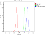 Flow Cytometry analysis of HEL cells using anti-THRAP3 antibody. Overlay histogram showing HEL cells stained with (Blue line). To facilitate intracellular staining, cells were fixed with 4% paraformaldehyde and permeabilized with permeabilization buffer. The cells were blocked with 10% normal goat serum. And then incubated with rabbit anti-THRAP3 antibody (1 ug/million cells) for 30 min at 20oC. DyLight 488 conjugated goat anti-rabbit IgG (5-10 ug/million cells) was used as secondary antibody for 30 minutes at 20oC. Isotype control antibody (Green line) was rabbit IgG (1 ug/million cells) used under the same conditions. Unlabelled sample without incubation with primary antibody and secondary antibody (Red line) was used as a blank control.