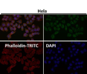 Immunofluorescent analysis using the SEC14L2 antibody (green) at 1:50 dilution.