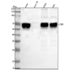 Western blot analysis of LTBR using anti-LTBR antibody. Lane 1: human Hela whole cell lysates, Lane 2: human Hut-78 whole cell lysates, Lane 3: human K562 whole cell lysates, Lane 4: human HEL whole cell lysates. After electrophoresis, proteins were transferred to a nitrocellulose membrane at 150 mA for 50-90 minutes. Blocked the membrane with 5% non-fat milk/TBS for 1.5 hour at RT. The membrane was incubated with rabbit anti-LTBR antibody at 0.5 ug/ml overnight at 4oC, then washed with TBS-0.1%Tween 3 times with 5 minutes each and probed with a goat anti-rabbit IgG-HRP secondary antibody at a dilution of 1:5000 for 1.5 hour at RT. The signal was developed using enhanced chemiluminescent. Western blot detection of LTBR shows a band at 55-65 kDa across multiple human cell lines. Although the calculated mass is ~47 kDa, the receptor commonly migrates larger due to extensive N-glycosylation in the ectodomain. No band is observed in Hut-78 cell lysate, consistent with low/absent LTBR expression in T-lineage cells.