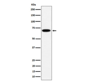 Western blot analysis of SLC27A4 expression in human HepG2 cell lysate. Predicted molecular weight ~72 kDa.