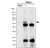 Immunoprecipitation analysis using the antibody at 1:50 dilution. Western blot at 1:1000 dilution. Immunoprecipitation of SLC27A4 (FATP4) from HeLa lysate followed by Western blot detection shows a specific band at ~60 kDa, also present in the input sample and absent in the negative control. A separate Western blot of total lysate detects the expected ~72 kDa full-length protein. SLC27A4 is not known to be glycosylated, and its predicted mass (~72 kDa) reflects the complete 643-amino-acid translation product. The lower-migrating ~60 kDa form likely represents a truncated or processed species of SLC27A4 rather than a deglycosylated variant.