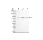 Western blot analysis of MARCO using anti-MARCO antibody. Lane 1: human U2OS whole cell lysates, Lane 2: human Hacat whole cell lysates, Lane 3: human whole cell lysates. After electrophoresis, proteins were transferred to a nitrocellulose membrane at 150 mA for 50-90 minutes. Blocked the membrane with 5% non-fat milk/TBS for 1.5 hour at RT. The membrane was incubated with rabbit anti-MARCO antibody at 0.5 ug/ml overnight at 4oC, then washed with TBS-0.1%Tween 3 times with 5 minutes each and probed with a goat anti-rabbit IgG-HRP secondary antibody at a dilution of 1:5000 for 1.5 hour at RT. The signal was developed using enhanced chemiluminescent. A specific band was detected for MARCO at approximately 53 kDa. The expected molecular weight of MARCO is ~53 kDa.