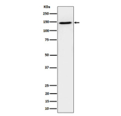 Western blot analysis of TAF3 expression in human HeLa cell lysate using TAF2 antibody. TAF3 antibody detects a strong band at ~140-150 kDa. Although the theoretical mass is ~104 kDa, TAF3 (a TFIID subunit with long acidic/disordered regions) migrates markedly slower on SDS-PAGE, and phosphorylation further increases apparent size.